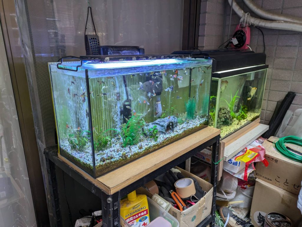 いつも綺麗な水槽