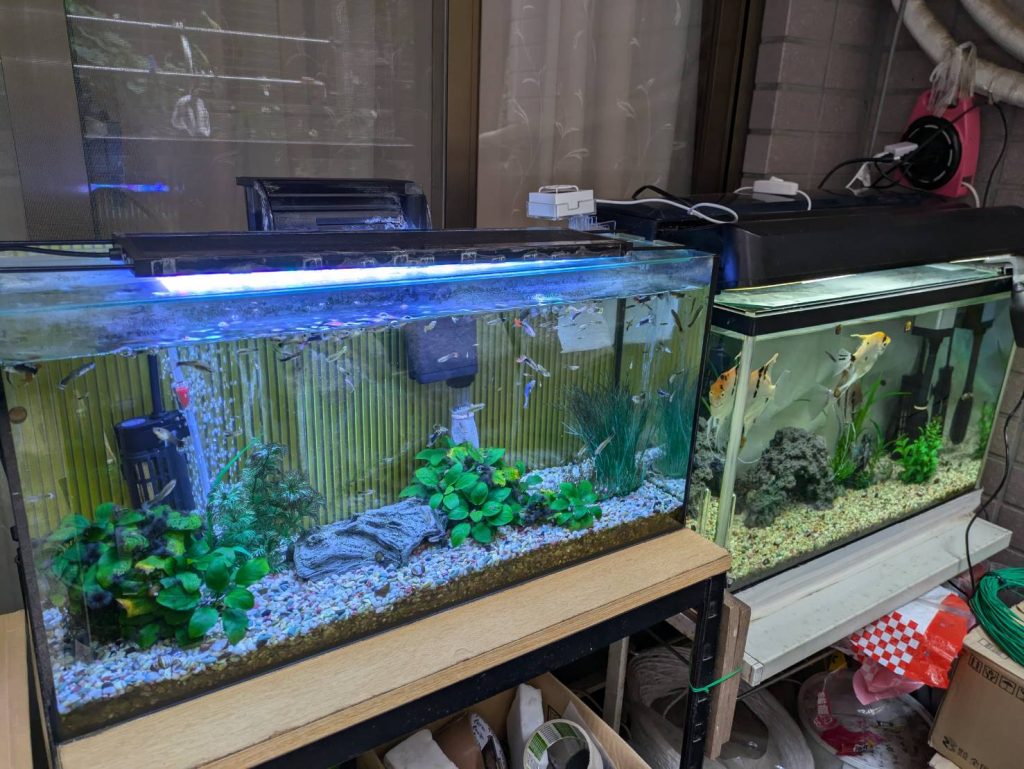 暑い毎日、こんな日でも綺麗な水槽を維持します。