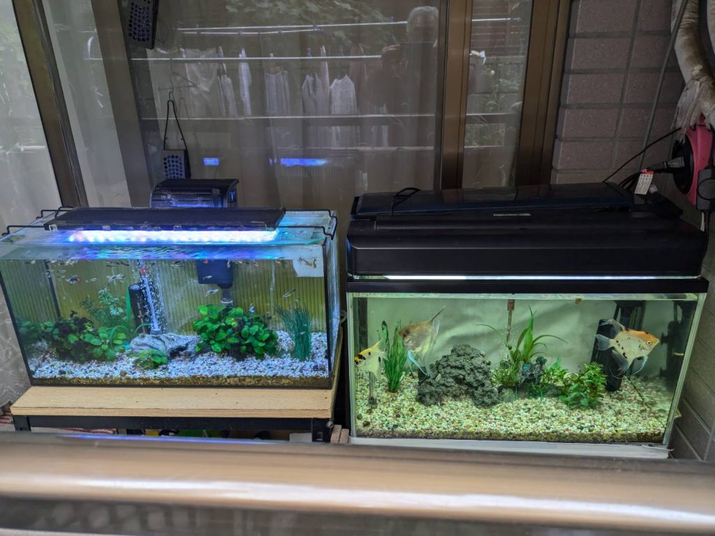 暑い夏を頑張ってくれました。元気な魚の紹介です。