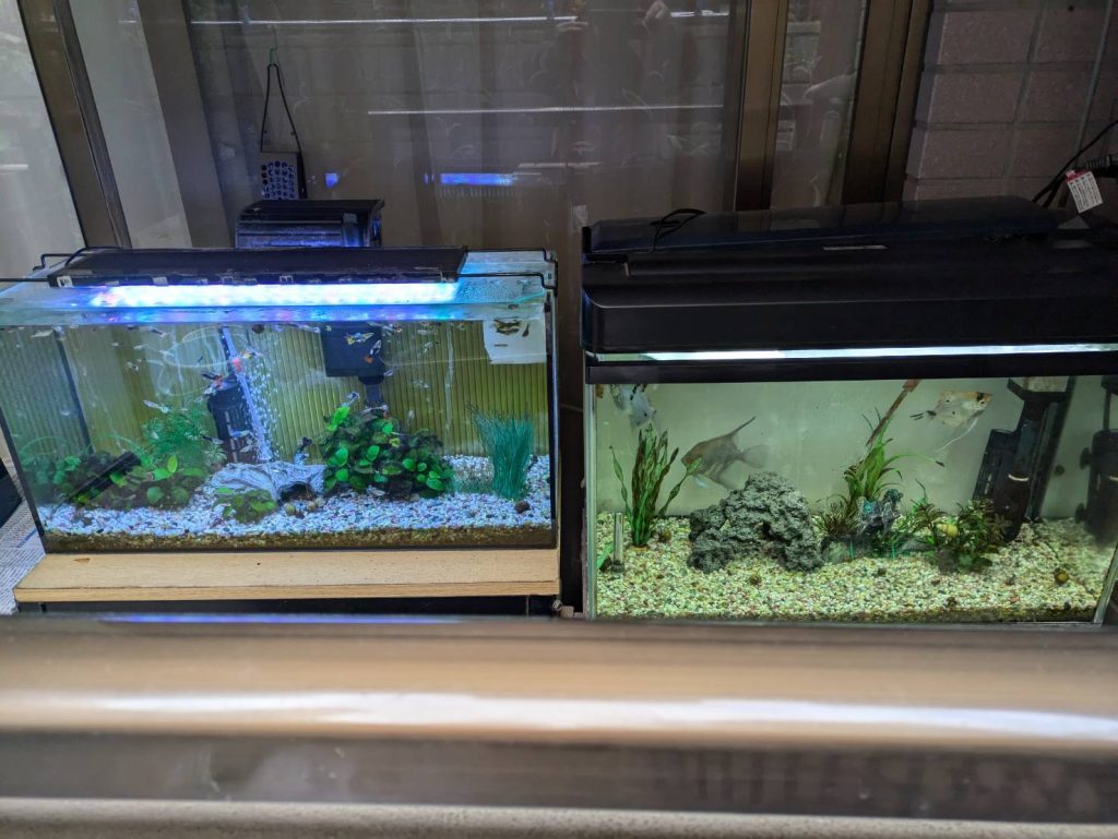 水槽浄化パックを使用した綺麗な水槽