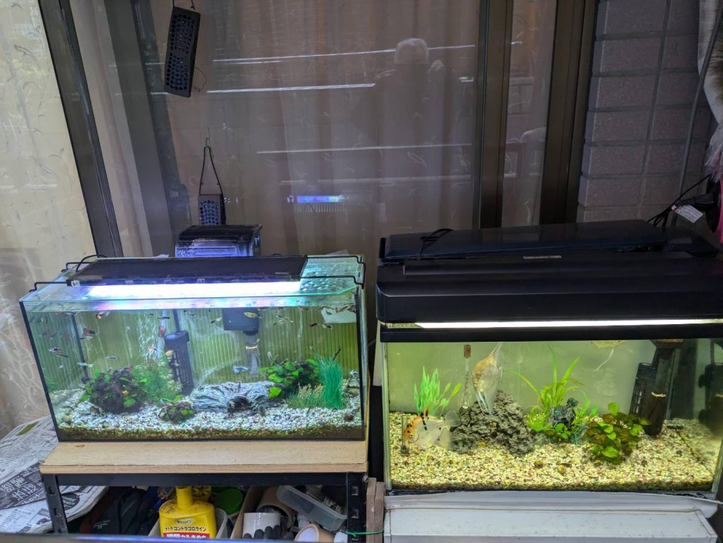 新年明けましておめでとう御座います。今年も水槽浄化パックを使用した綺麗な水槽をご紹介していきます。