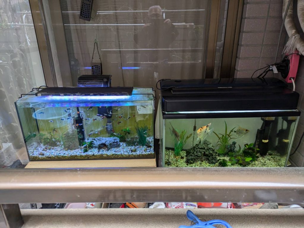 池の鯉も活発に動く季節になりました。